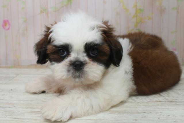 北海道のシーズー (Coo&RIKU室蘭店/2025年10月27日生まれ/女の子/ホワイトゴールド)の子犬の2枚目の画像