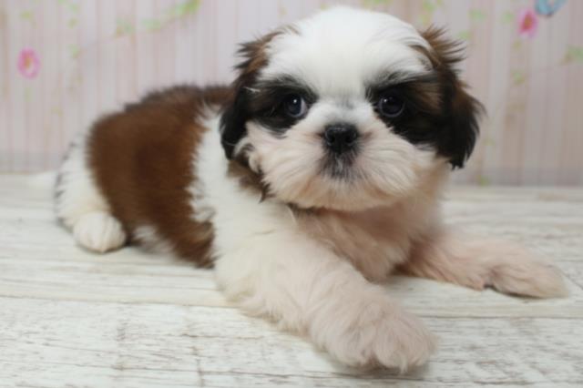 北海道のシーズー (Coo&RIKU室蘭店/2025年10月27日生まれ/女の子/ホワイトゴールド)の子犬の3枚目の画像