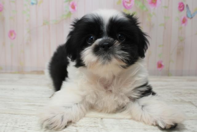 北海道のシーズー (Coo&RIKU函館店/2025年10月27日生まれ/女の子/ホワイトブラック)の子犬の1枚目の画像