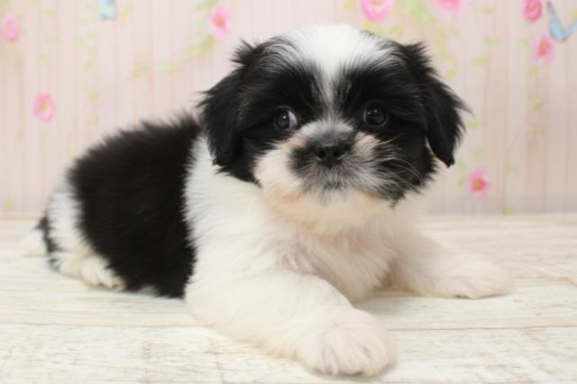 北海道のシーズー (Coo&RIKU函館店/2025年10月27日生まれ/女の子/ホワイトブラック)の子犬の2枚目の画像