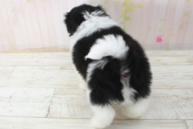 北海道のシーズー (Coo&RIKU函館店/2025年10月27日生まれ/女の子/ホワイトブラック)の子犬の4枚目の画像