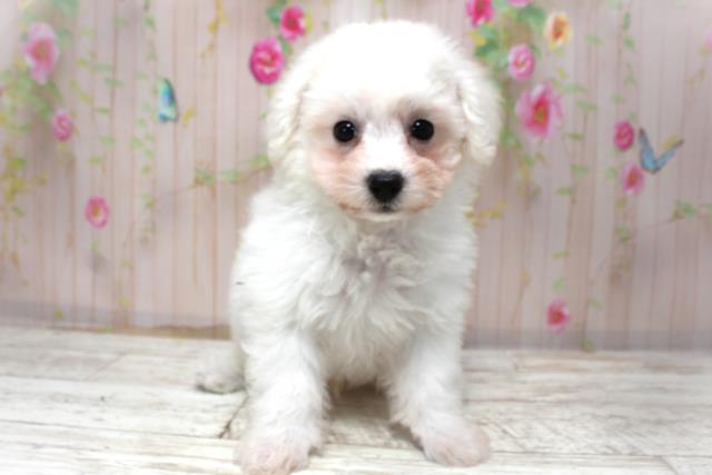 北海道のビションフリーゼ (Coo&RIKU室蘭店/2025年10月30日生まれ/男の子/ホワイト)の子犬の1枚目の画像