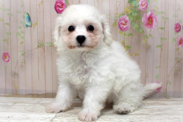 北海道のビションフリーゼ (Coo&RIKU室蘭店/2025年10月30日生まれ/男の子/ホワイト)の子犬の2枚目の画像