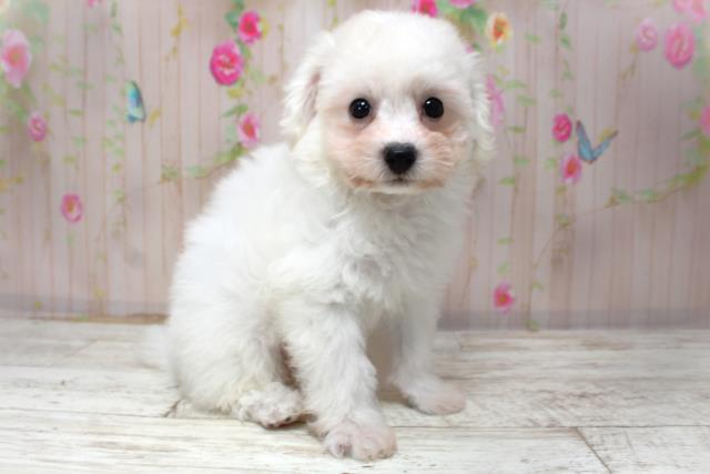 北海道のビションフリーゼ (Coo&RIKU室蘭店/2025年10月30日生まれ/男の子/ホワイト)の子犬の3枚目の画像