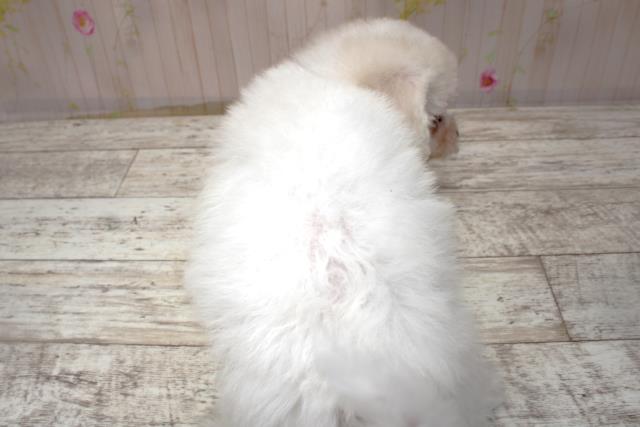 北海道のビションフリーゼ (Coo&RIKU室蘭店/2025年10月30日生まれ/男の子/ホワイト)の子犬の4枚目の画像