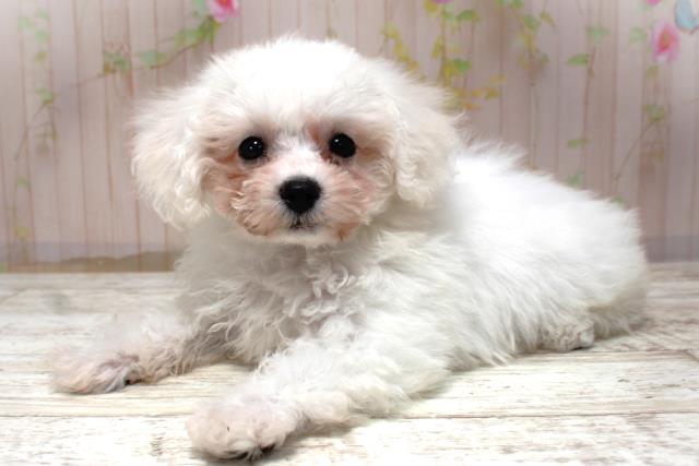 北海道のビションフリーゼ (Coo&RIKU帯広店/2025年10月30日生まれ/女の子/ホワイト)の子犬の2枚目の画像