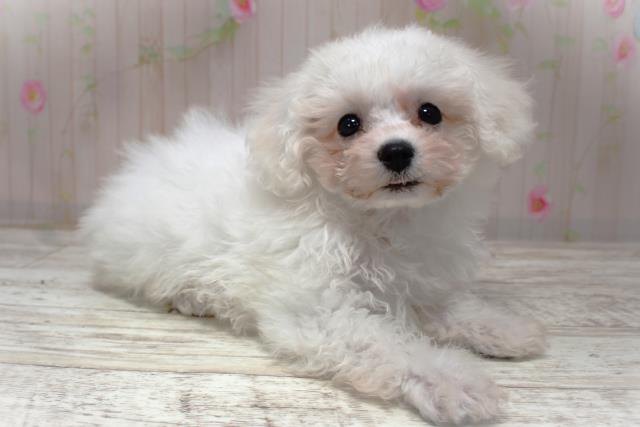 北海道のビションフリーゼ (Coo&RIKU帯広店/2025年10月30日生まれ/女の子/ホワイト)の子犬の3枚目の画像