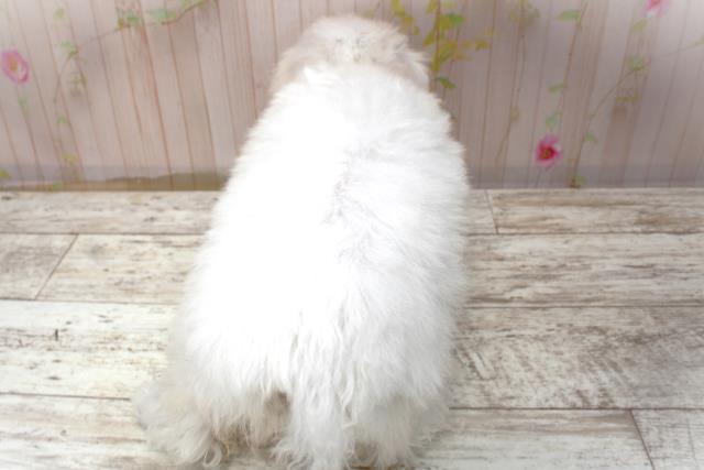 北海道のビションフリーゼ (Coo&RIKU帯広店/2025年10月30日生まれ/女の子/ホワイト)の子犬の4枚目の画像