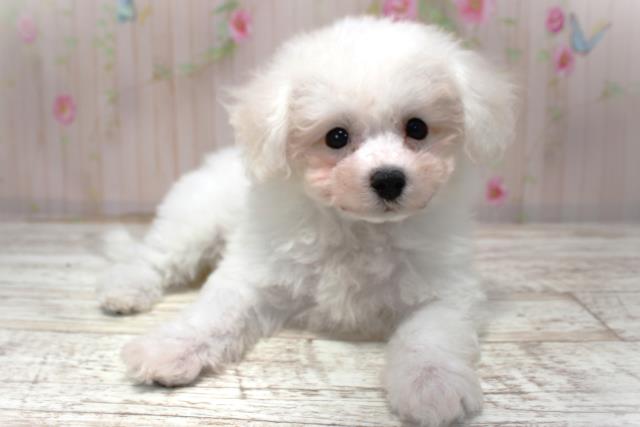 北海道のビションフリーゼ (Coo&RIKU札幌東店/2025年10月30日生まれ/女の子/ホワイト)の子犬の1枚目の画像