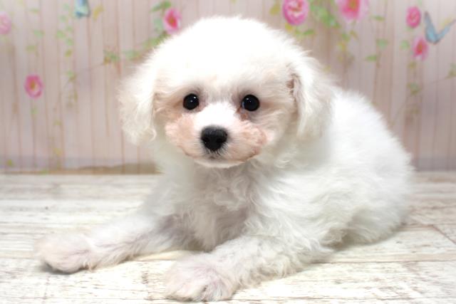 北海道のビションフリーゼ (Coo&RIKU札幌東店/2025年10月30日生まれ/女の子/ホワイト)の子犬の2枚目の画像