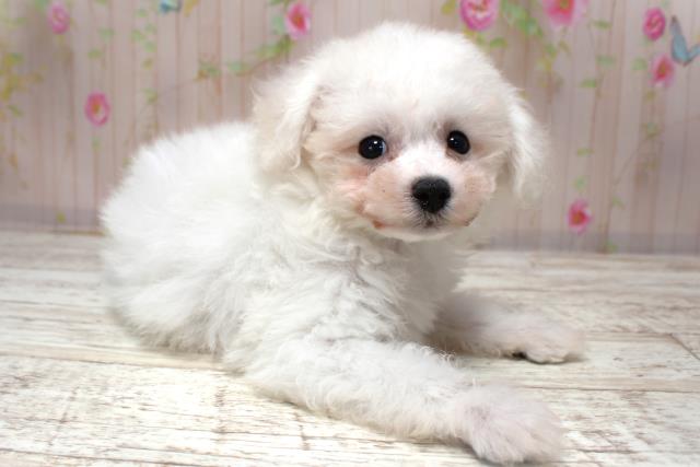 北海道のビションフリーゼ (Coo&RIKU札幌東店/2025年10月30日生まれ/女の子/ホワイト)の子犬の3枚目の画像