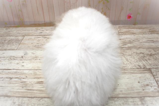 北海道のビションフリーゼ (Coo&RIKU札幌東店/2025年10月30日生まれ/女の子/ホワイト)の子犬の4枚目の画像