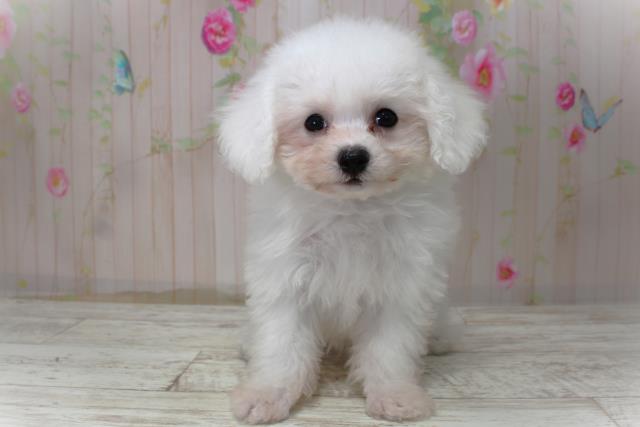 北海道のビションフリーゼ (Coo&RIKU岩見沢店/2025年10月30日生まれ/女の子/ホワイト)の子犬の1枚目の画像