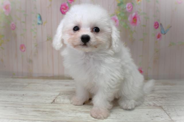 北海道のビションフリーゼ (Coo&RIKU岩見沢店/2025年10月30日生まれ/女の子/ホワイト)の子犬の2枚目の画像