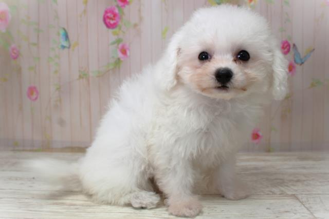 北海道のビションフリーゼ (Coo&RIKU岩見沢店/2025年10月30日生まれ/女の子/ホワイト)の子犬の3枚目の画像