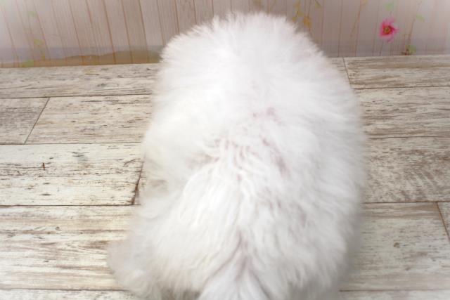 北海道のビションフリーゼ (Coo&RIKU岩見沢店/2025年10月30日生まれ/女の子/ホワイト)の子犬の4枚目の画像