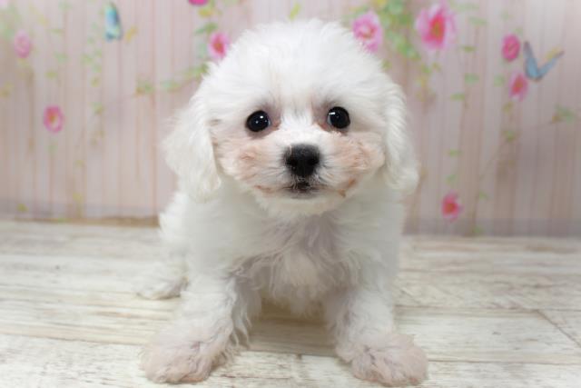 神奈川県のビションフリーゼ (Coo&RIKU横須賀店/2025年10月30日生まれ/女の子/ホワイト)の子犬の1枚目の画像