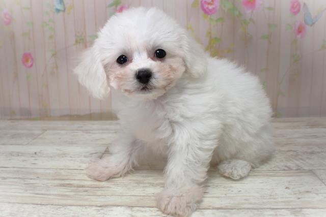 神奈川県のビションフリーゼ (Coo&RIKU横須賀店/2025年10月30日生まれ/女の子/ホワイト)の子犬の2枚目の画像