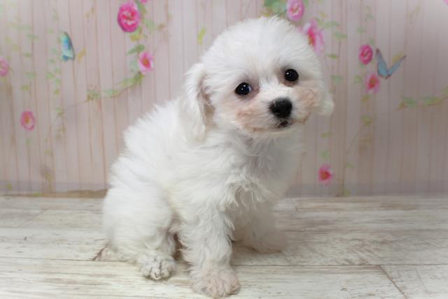 神奈川県のビションフリーゼ (Coo&RIKU横須賀店/2025年10月30日生まれ/女の子/ホワイト)の子犬の3枚目の画像