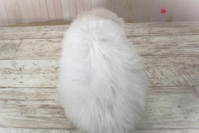 神奈川県のビションフリーゼ (Coo&RIKU横須賀店/2025年10月30日生まれ/女の子/ホワイト)の子犬の4枚目の画像