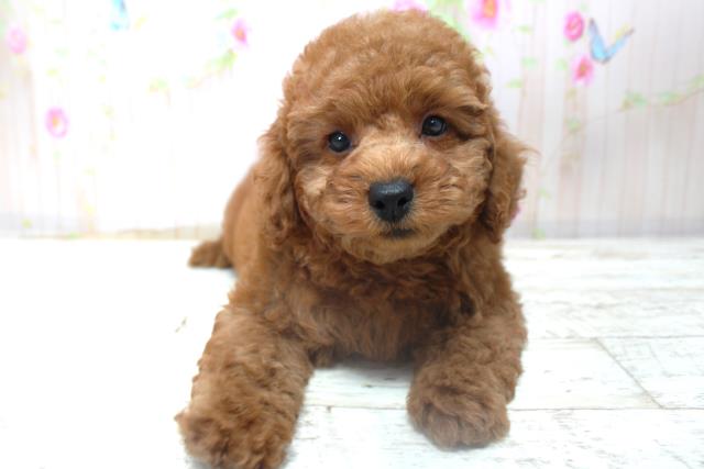 北海道のトイプードル(トイ) (Coo&RIKU函館店/2025年10月30日生まれ/男の子/レッド)の子犬の1枚目の画像