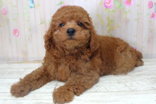 北海道のトイプードル(トイ) (Coo&RIKU函館店/2025年10月30日生まれ/男の子/レッド)の子犬の2枚目の画像