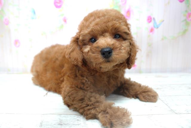 北海道のトイプードル(トイ) (Coo&RIKU函館店/2025年10月30日生まれ/男の子/レッド)の子犬の3枚目の画像