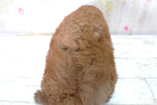 北海道のトイプードル(トイ) (Coo&RIKU函館店/2025年10月30日生まれ/男の子/レッド)の子犬の4枚目の画像