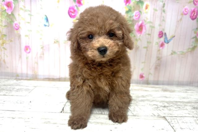 北海道のトイプードル(トイ) (Coo&RIKU帯広店/2025年10月30日生まれ/男の子/レッド)の子犬の1枚目の画像