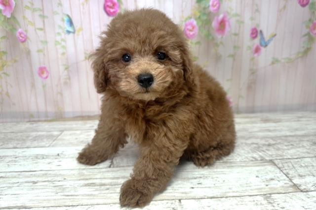 北海道のトイプードル(トイ) (Coo&RIKU帯広店/2025年10月30日生まれ/男の子/レッド)の子犬の2枚目の画像