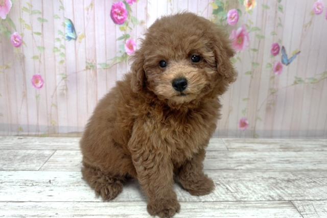 北海道のトイプードル(トイ) (Coo&RIKU帯広店/2025年10月30日生まれ/男の子/レッド)の子犬の3枚目の画像