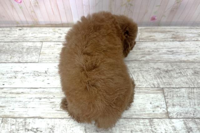 北海道のトイプードル(トイ) (Coo&RIKU帯広店/2025年10月30日生まれ/男の子/レッド)の子犬の4枚目の画像