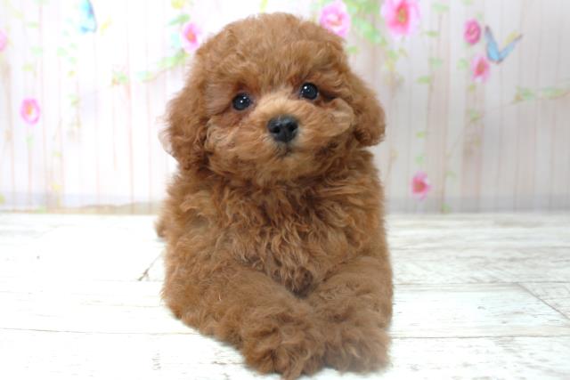 北海道のトイプードル(トイ) (Coo&RIKU札幌東店/2025年10月30日生まれ/男の子/レッド)の子犬の1枚目の画像