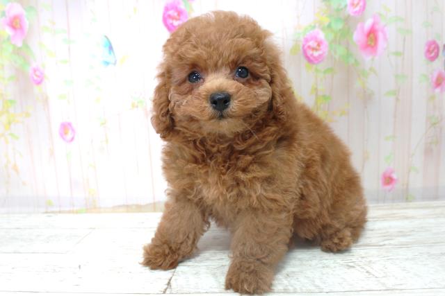 北海道のトイプードル(トイ) (Coo&RIKU札幌東店/2025年10月30日生まれ/男の子/レッド)の子犬の2枚目の画像