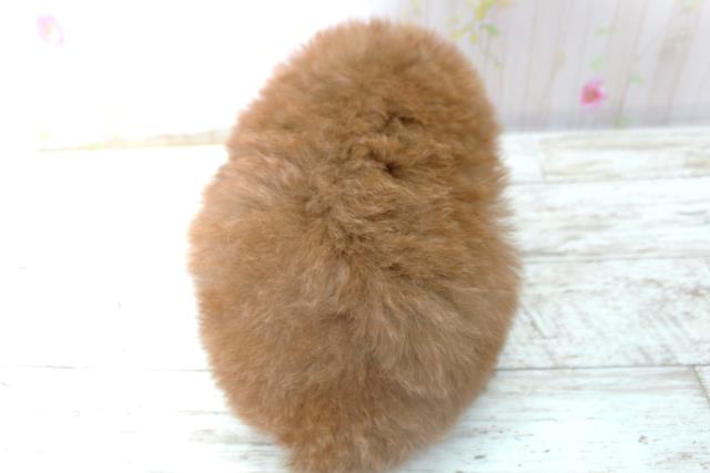 北海道のトイプードル(トイ) (Coo&RIKU札幌東店/2025年10月30日生まれ/男の子/レッド)の子犬の4枚目の画像