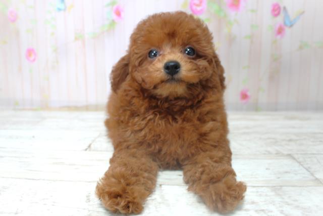 北海道のトイプードル(トイ) (Coo&RIKU苫小牧店/2025年10月31日生まれ/女の子/レッド)の子犬の1枚目の画像