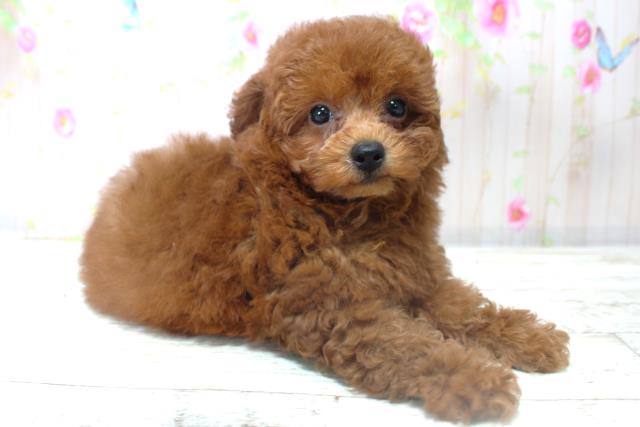 北海道のトイプードル(トイ) (Coo&RIKU苫小牧店/2025年10月31日生まれ/女の子/レッド)の子犬の3枚目の画像