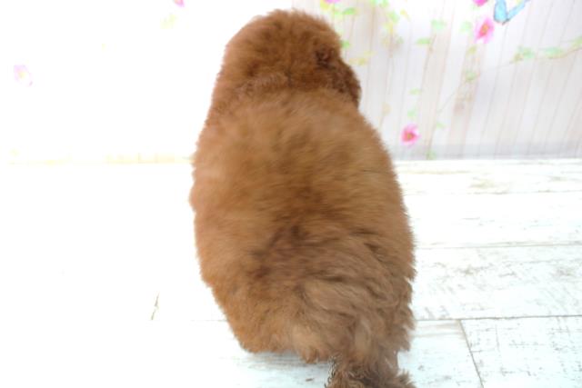 北海道のトイプードル(トイ) (Coo&RIKU苫小牧店/2025年10月31日生まれ/女の子/レッド)の子犬の4枚目の画像