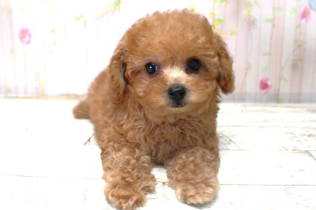 北海道のトイプードル(トイ) (Coo&RIKU岩見沢店/2025年10月31日生まれ/女の子/レッド)の子犬の1枚目の画像