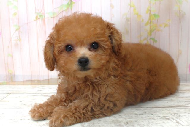 北海道のトイプードル(トイ) (Coo&RIKU岩見沢店/2025年10月31日生まれ/女の子/レッド)の子犬の2枚目の画像