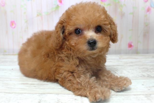 北海道のトイプードル(トイ) (Coo&RIKU岩見沢店/2025年10月31日生まれ/女の子/レッド)の子犬の3枚目の画像