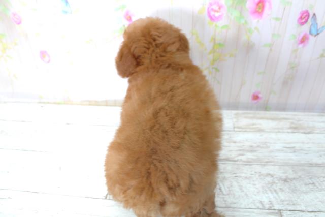 北海道のトイプードル(トイ) (Coo&RIKU岩見沢店/2025年10月31日生まれ/女の子/レッド)の子犬の4枚目の画像