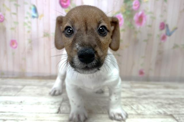 北海道のジャックラッセルテリア (Coo&RIKU帯広店/2025年10月28日生まれ/男の子/タンホワイト)の子犬の1枚目の画像