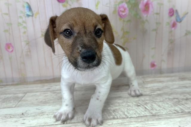 北海道のジャックラッセルテリア (Coo&RIKU帯広店/2025年10月28日生まれ/男の子/タンホワイト)の子犬の2枚目の画像