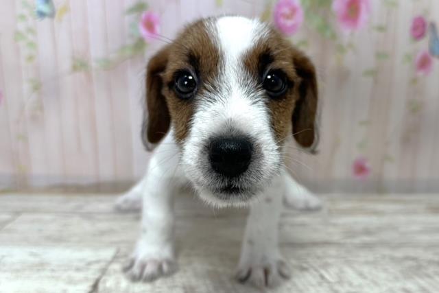 神奈川県のジャックラッセルテリア (Coo&RIKU藤沢店/2025年10月28日生まれ/男の子/タンホワイト)の子犬の1枚目の画像