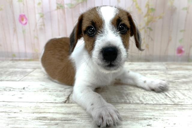 神奈川県のジャックラッセルテリア (Coo&RIKU藤沢店/2025年10月28日生まれ/男の子/タンホワイト)の子犬の3枚目の画像