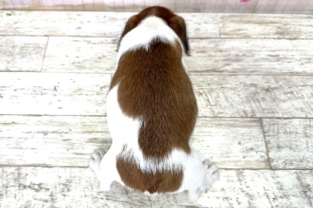 神奈川県のジャックラッセルテリア (Coo&RIKU藤沢店/2025年10月28日生まれ/男の子/タンホワイト)の子犬の4枚目の画像