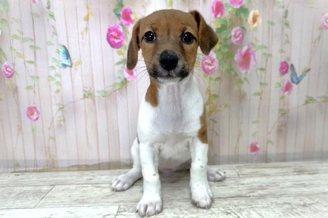 北海道のジャックラッセルテリア (Coo&RIKU釧路店/2025年10月28日生まれ/女の子/タンホワイト)の子犬の1枚目の画像