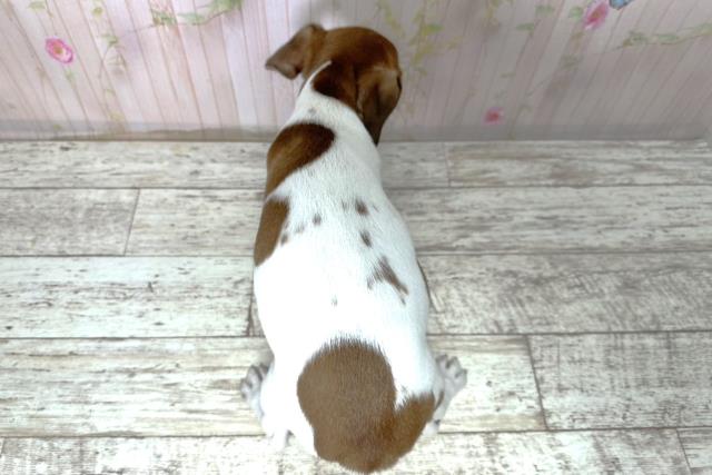 北海道のジャックラッセルテリア (Coo&RIKU釧路店/2025年10月28日生まれ/女の子/タンホワイト)の子犬の4枚目の画像