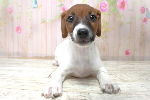 ジャックラッセルテリア